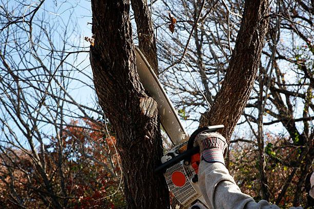 How Our Tree Care Process Works  in  Somerville, TN