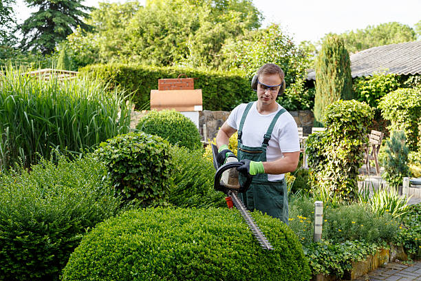 Best Tree Maintenance Programs  in Somerville, TN