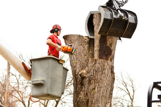 Professional Tree Services in Somerville, TN